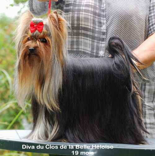 Diva Du clos de la belle heloise