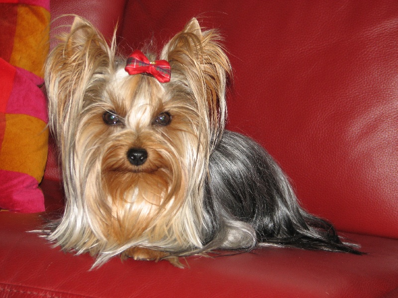 Eglantine Du clos de la belle heloise
