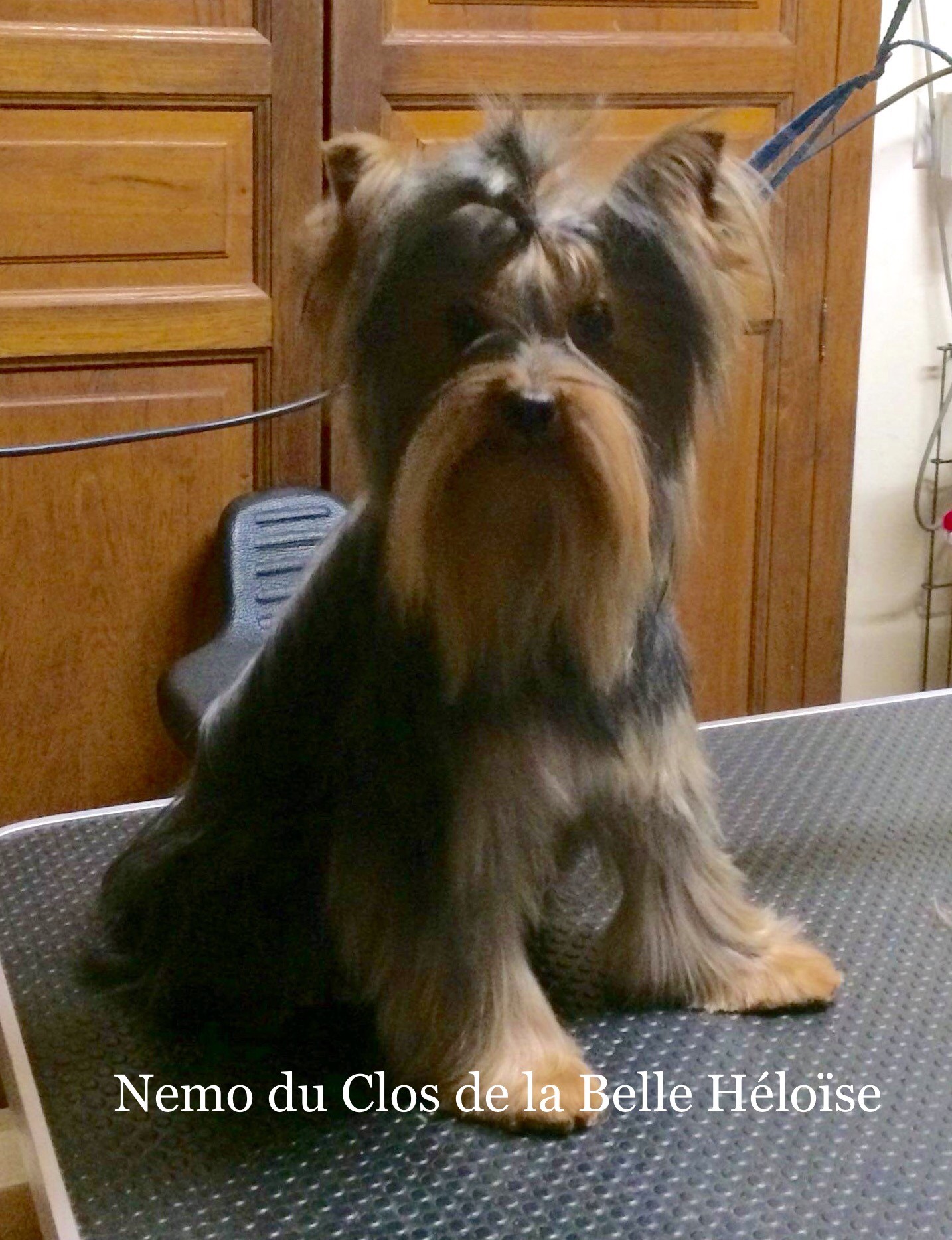 Nemo Du clos de la belle heloise