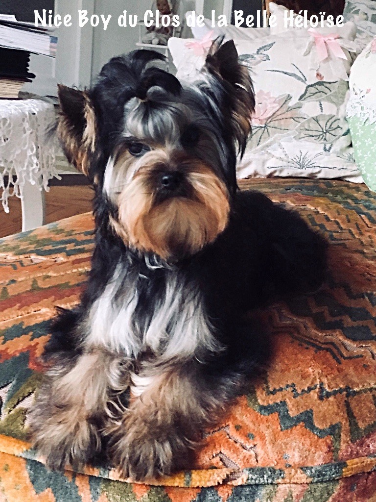 Du clos de la belle heloise - Yorkshire Terrier - Portée née le 26/11/2017