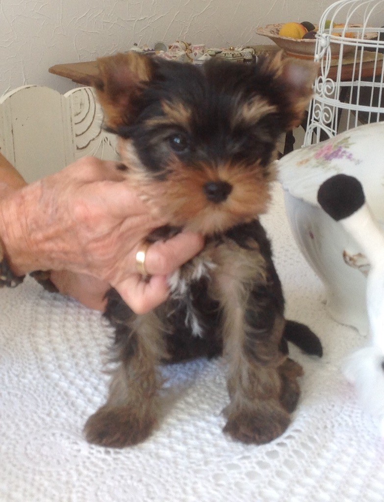Du clos de la belle heloise - Yorkshire Terrier - Portée née le 29/08/2019