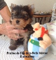 Praline