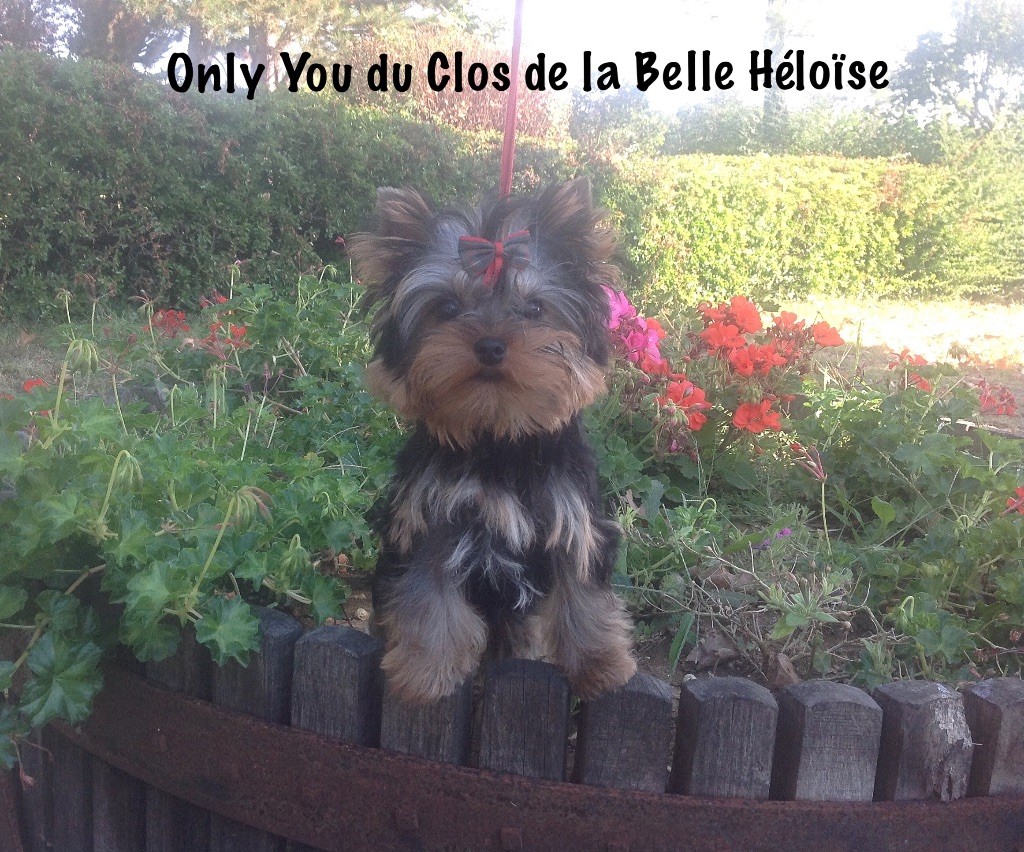Du clos de la belle heloise - Yorkshire Terrier - Portée née le 11/05/2018