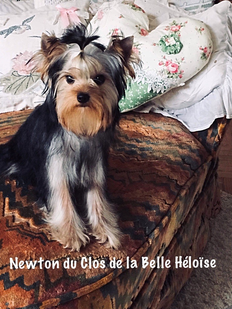 Du clos de la belle heloise - Yorkshire Terrier - Portée née le 26/11/2017