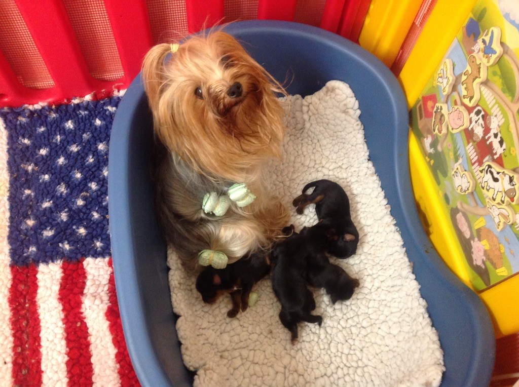 Du clos de la belle heloise - Yorkshire Terrier - Portée née le 29/05/2017